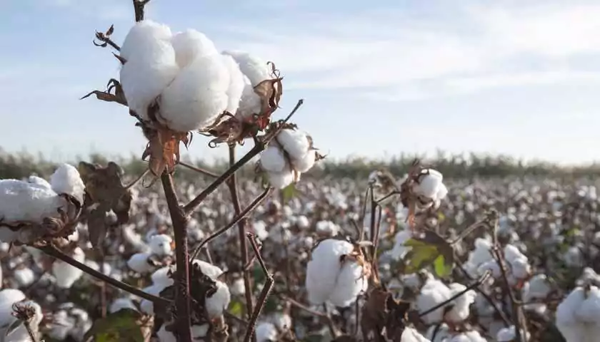Textile Pro Производство одежды в Китае, Индии и Бангладеш