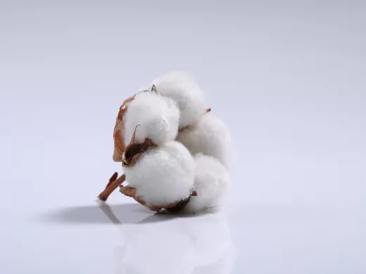 Cotton flower on the table