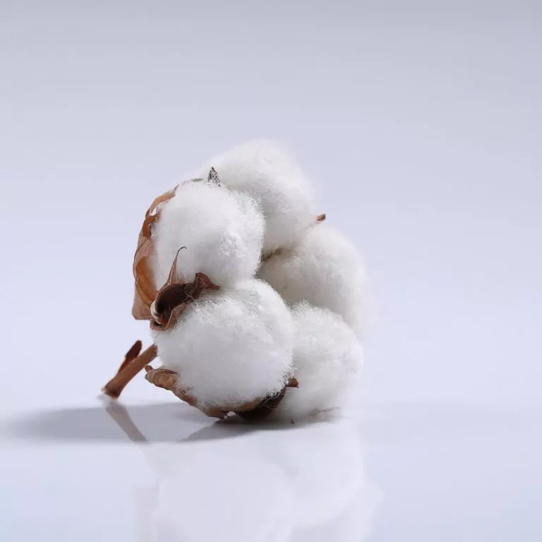 Cotton flower